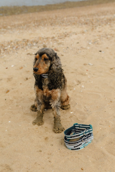 Cocker spaniel on sandy beach, with a stack of salt dog studios luxury coastal dog collars