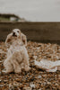 Seagull Luxury Dog Collar ©
