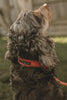 'The Original UK' Orange Hemp Dog Collar ©