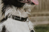 'The Original UK' Black Hemp Dog Collar ©
