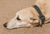 'The Original UK' Charcoal Grey Hemp Dog Collar ©