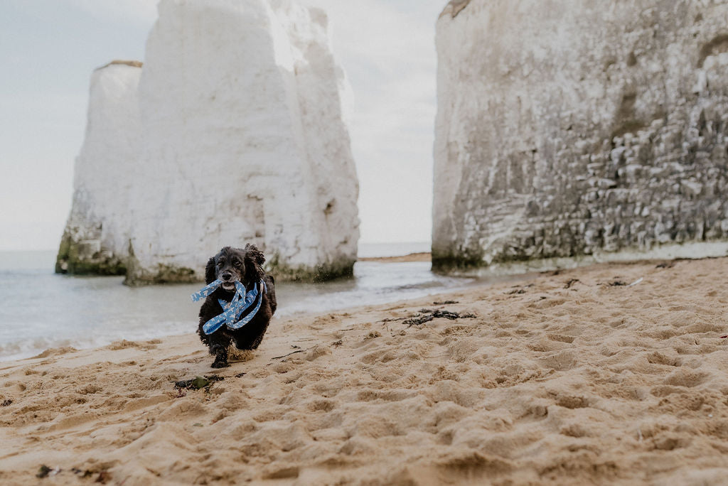Cocker Spaniel running on sandy beach and white cliffs in the background. Dog is carrying his seagulls lead by salt dog studios in his mouth