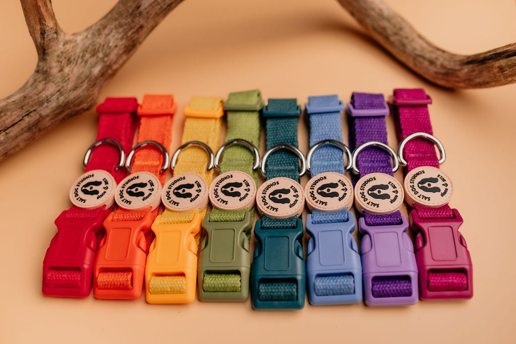 Organic hemp dog collars, in various bright collars, eco friendly by Salt Dog Studios
