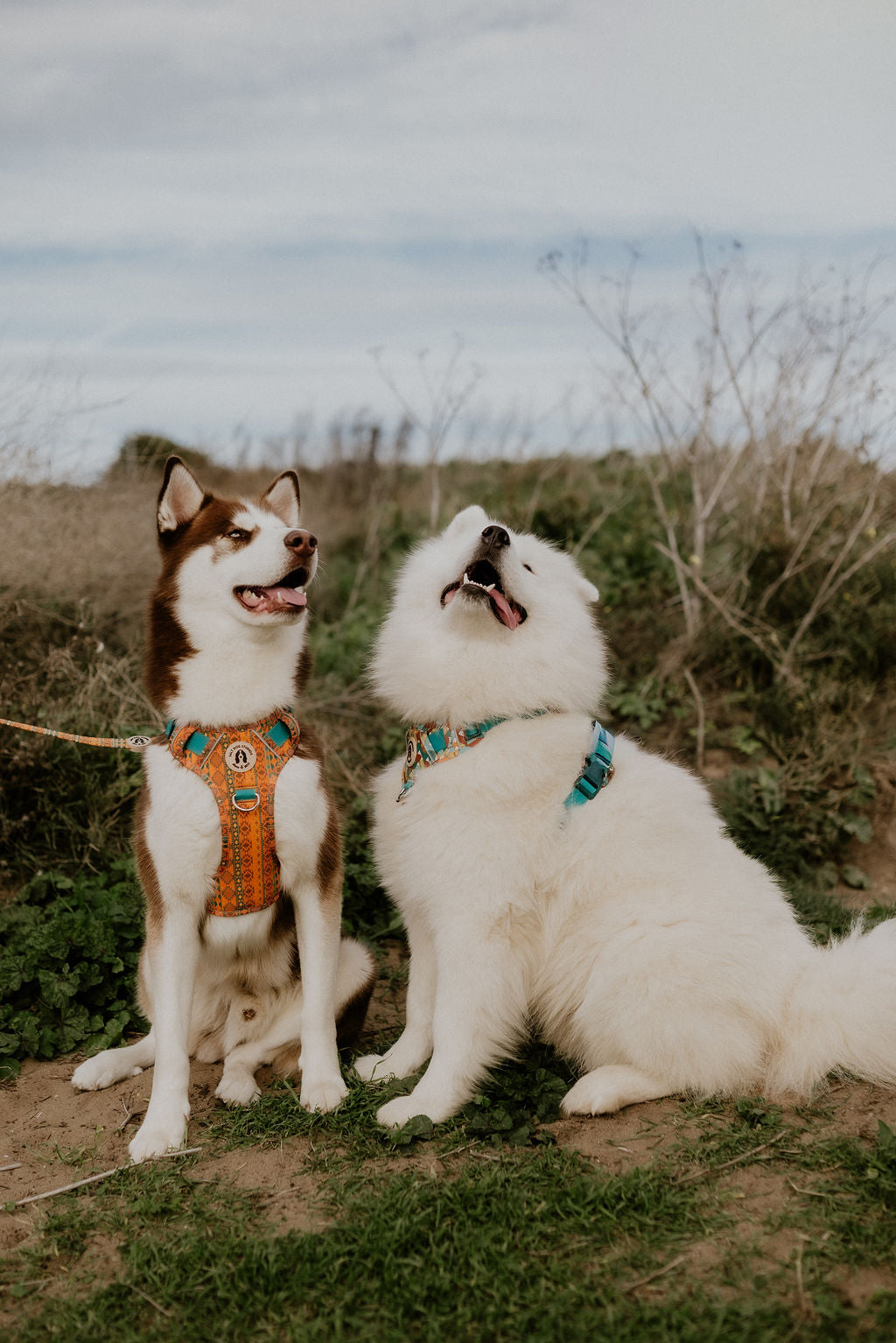 Husky & Samoyd dog wearing harnesses by Salt Dog Studios