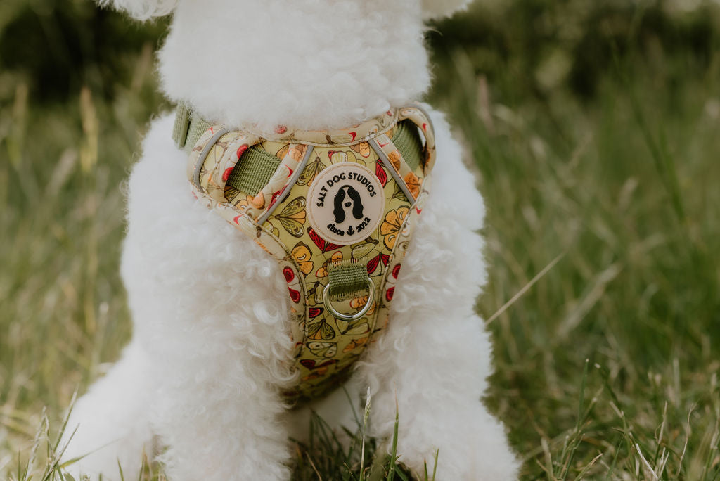 A dog wearing a butterfly pattern fabric harness showing the chest fit and design