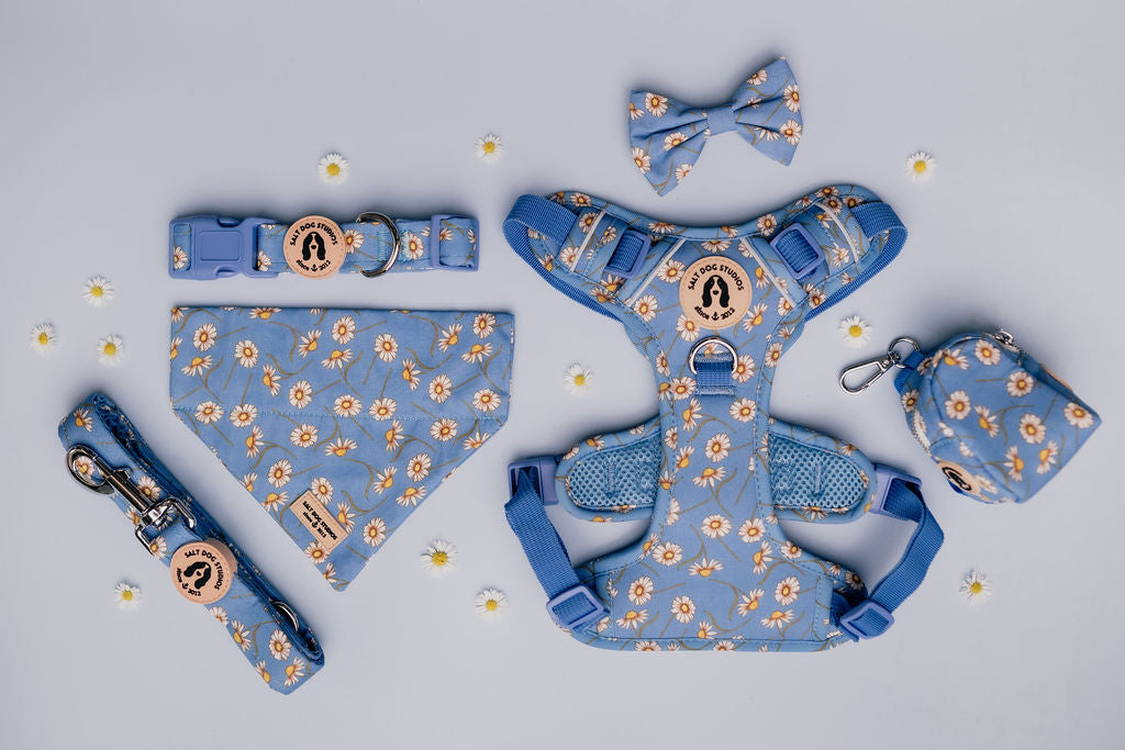 Floral Daisy dog collar, lead, harness, bow tie and bandana in cornflower blue — matching accessories by Salt Dog Studios.