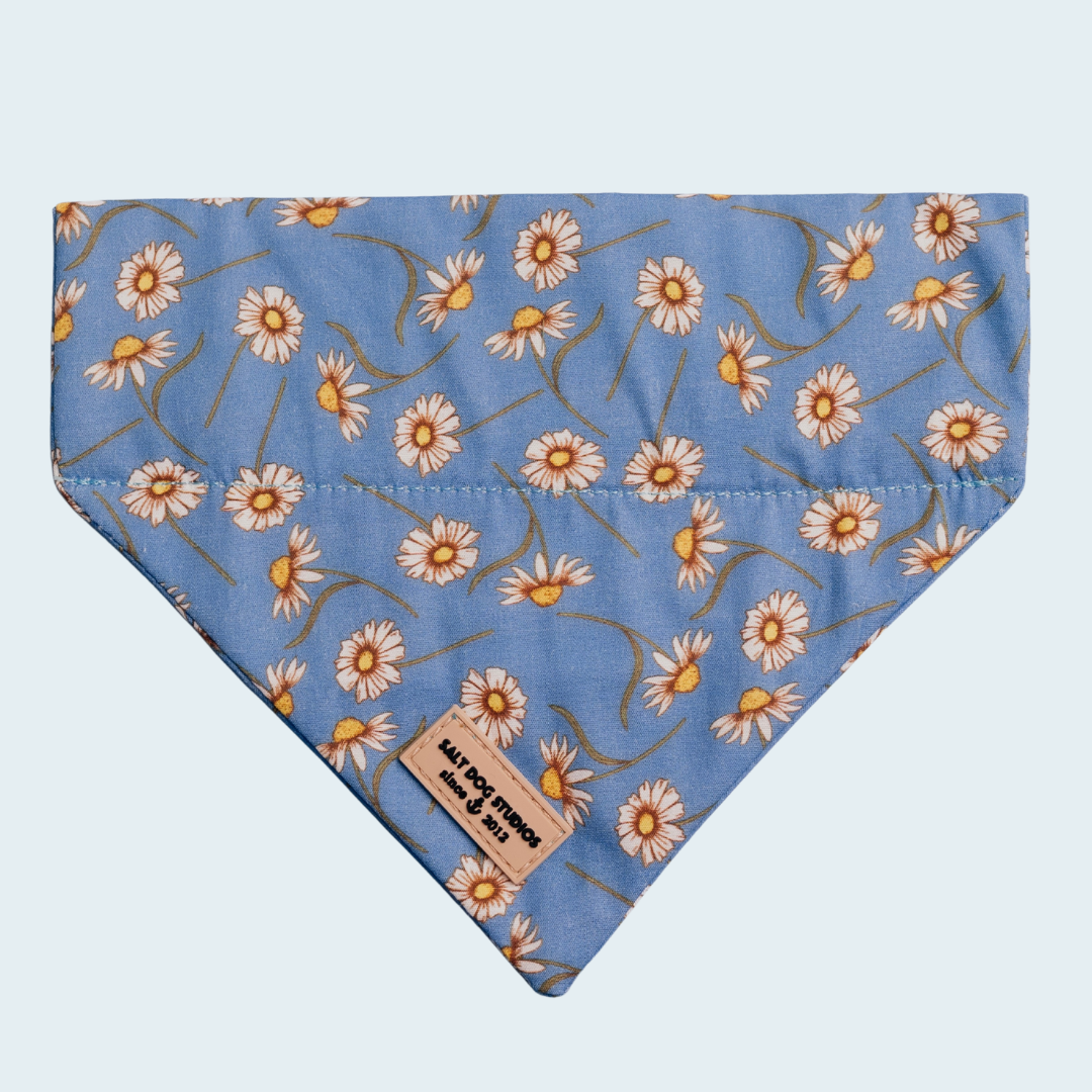 Daisy Daisy dog bandana with white daisies on blue, shown flat