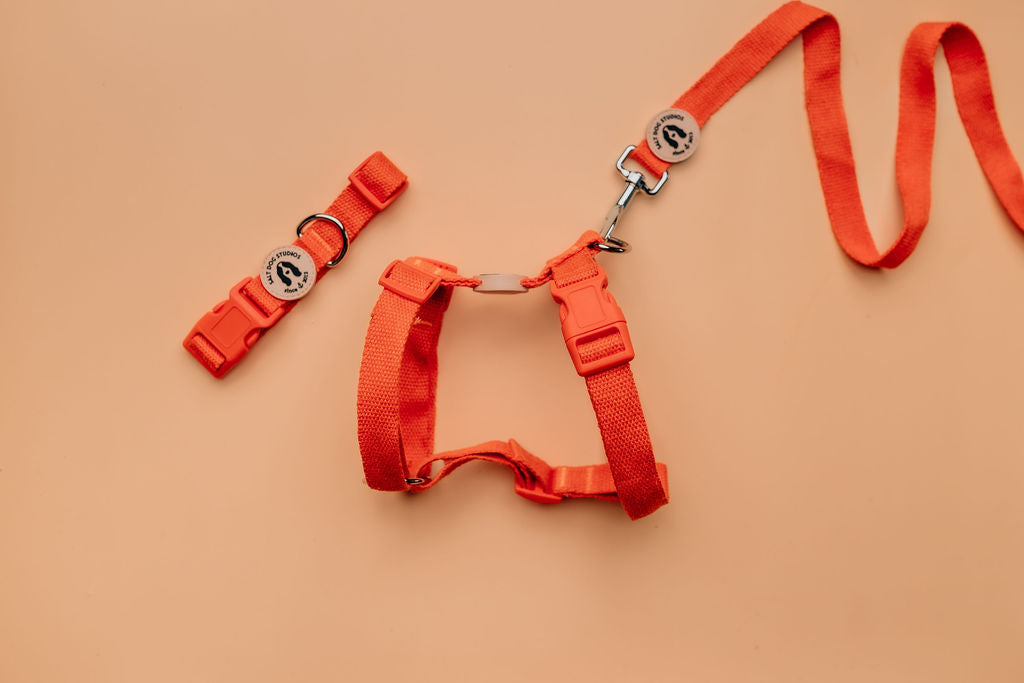 Clementine orange hemp dog lead with accessories
