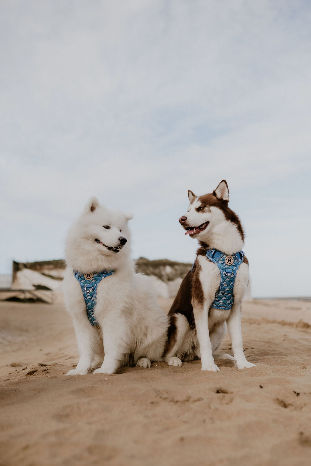 Husky and Samoyd Dogs wearing matching wave harnesses by Salt Dog Studios, sat on sandy beach