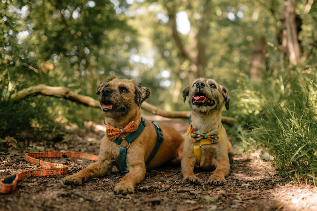 Mountain Aztec Dog Bow Tie ©