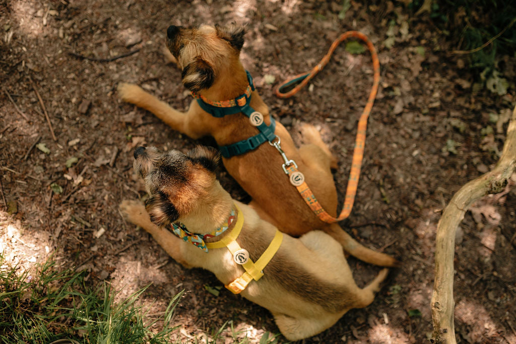 Aztec Guard Dog Mountain Aztec Dog Accessories | Bold Orange Aztec Print – Salt Dog ...