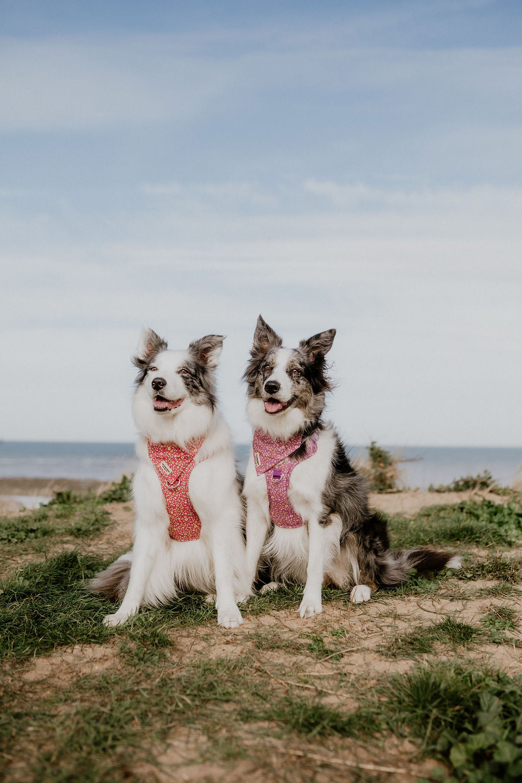 Pink Ditsy Floral Ultra Comfort Harness worn by Border Collie with sea behind