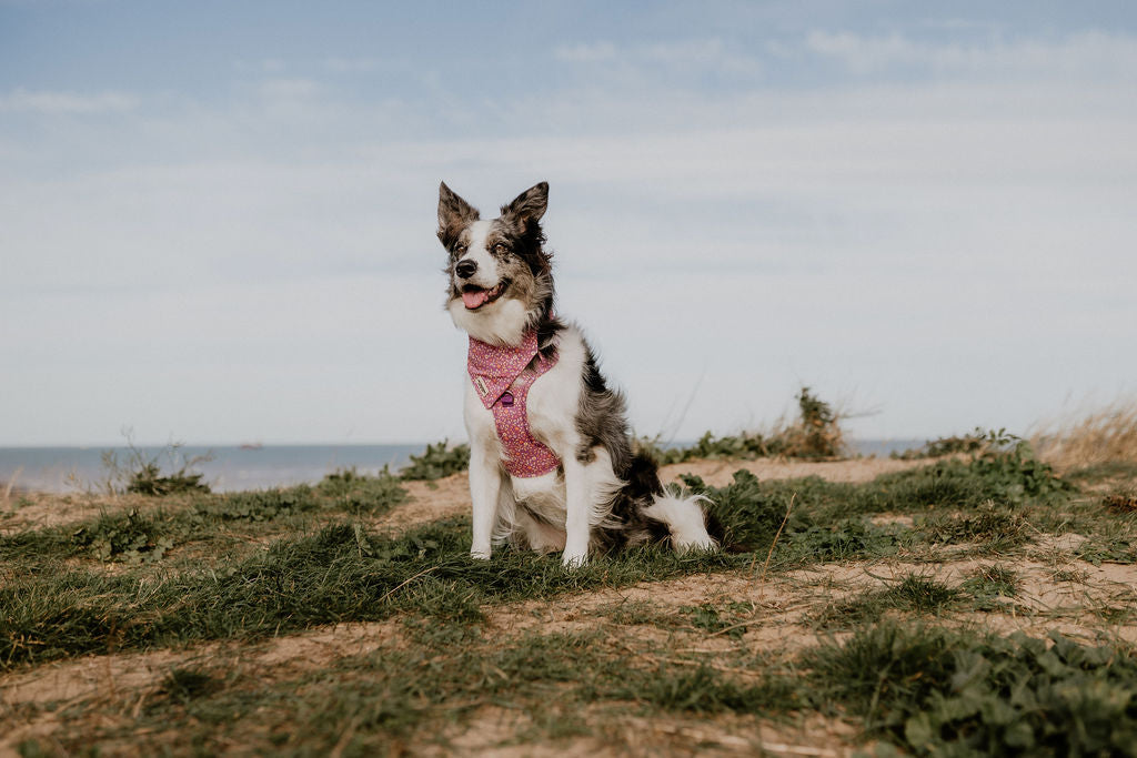 Ditsy Floral Purple Ultra Comfort Dog Harness