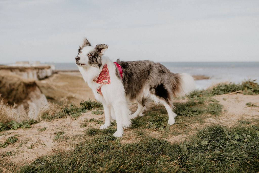 Border Collie sat on grassy sand dune at botany bay, wearing pink ditsy floral dog bandana by Salt Dog Studios
