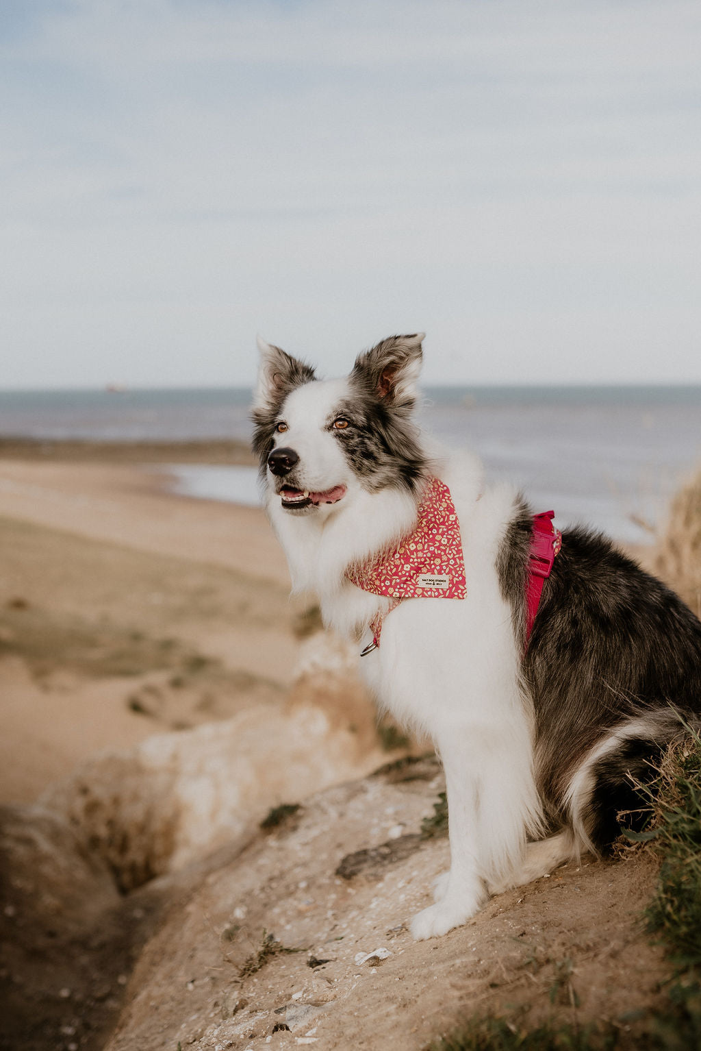 Merle Border Collie sat on grassy sand dune at Broadstairs, Kent, wearing pink ditsy floral dog bandana by Salt Dog Studios