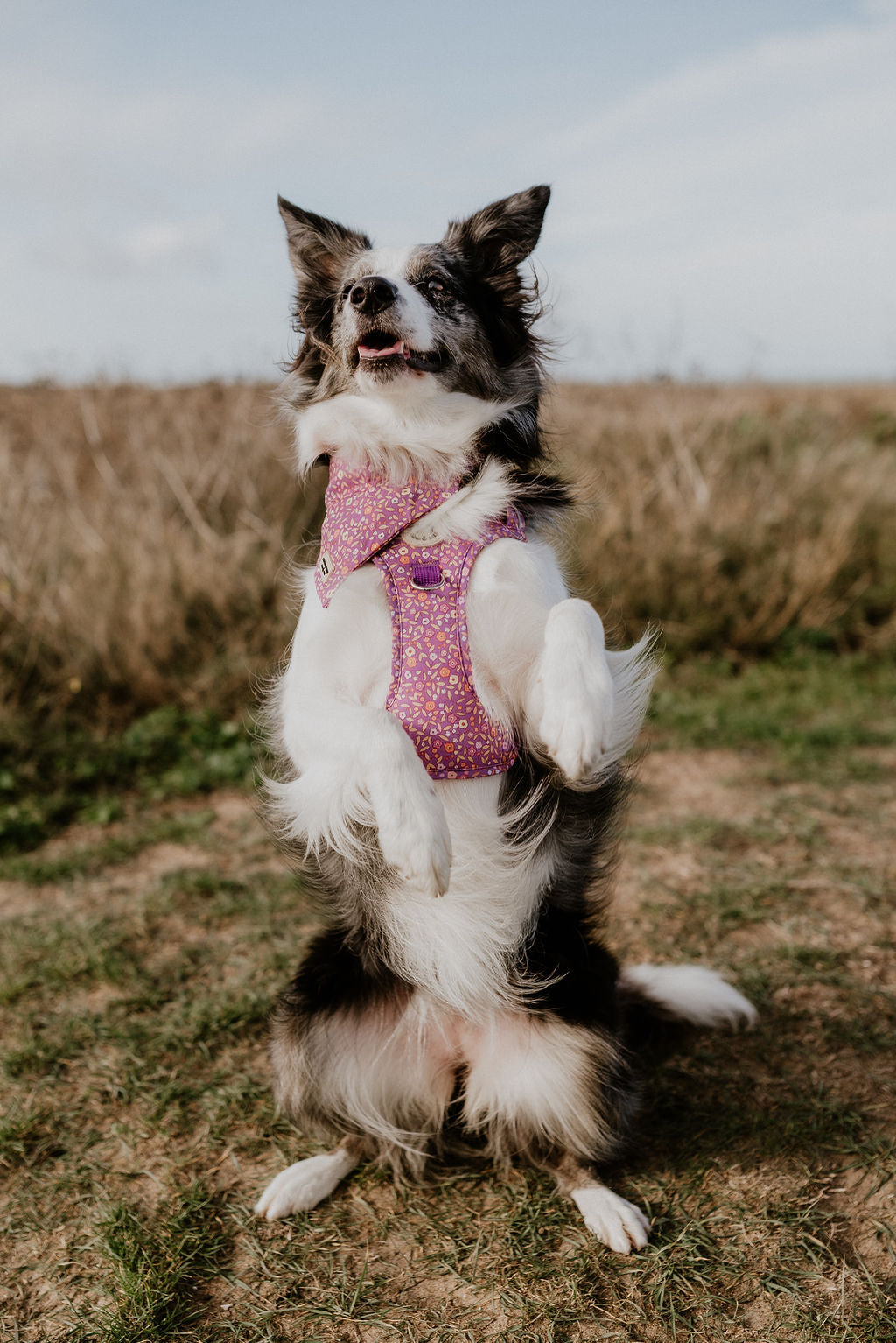 Merle border collie dog, standing on grass banks, broadstairs, wearing ditsy floral purple ultra comfort dog harness by Salt Dog Studios