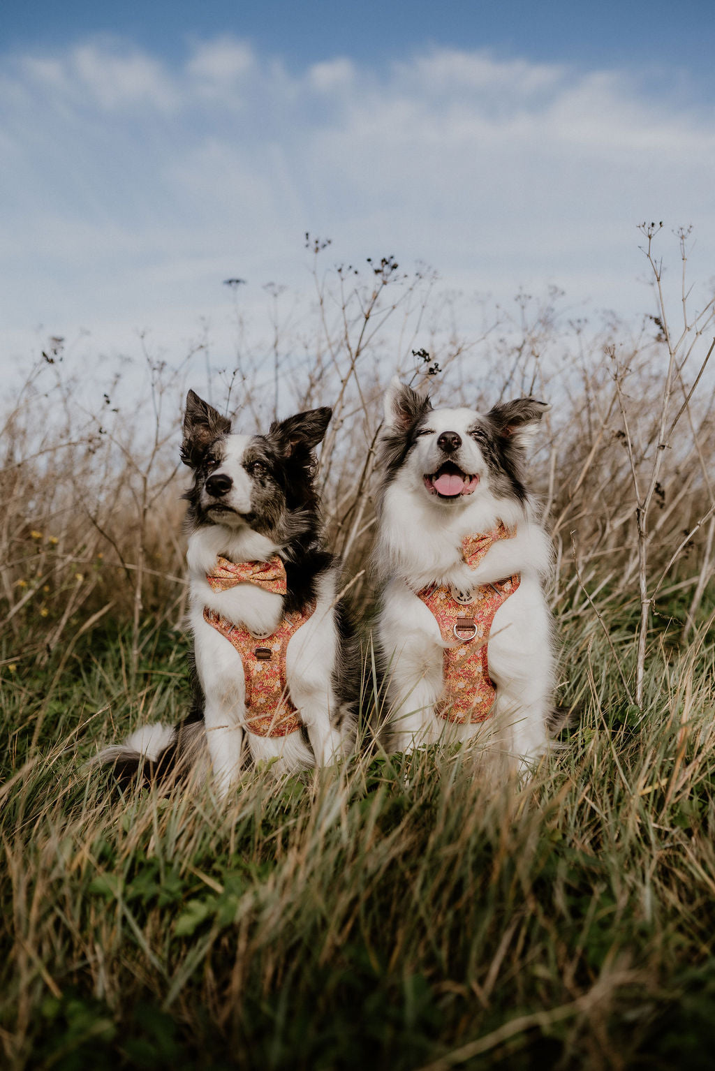 Two dogs in wildflower meadow dog harnesses by Salt Dog Studios sitting in a grassy field with a blue sky.