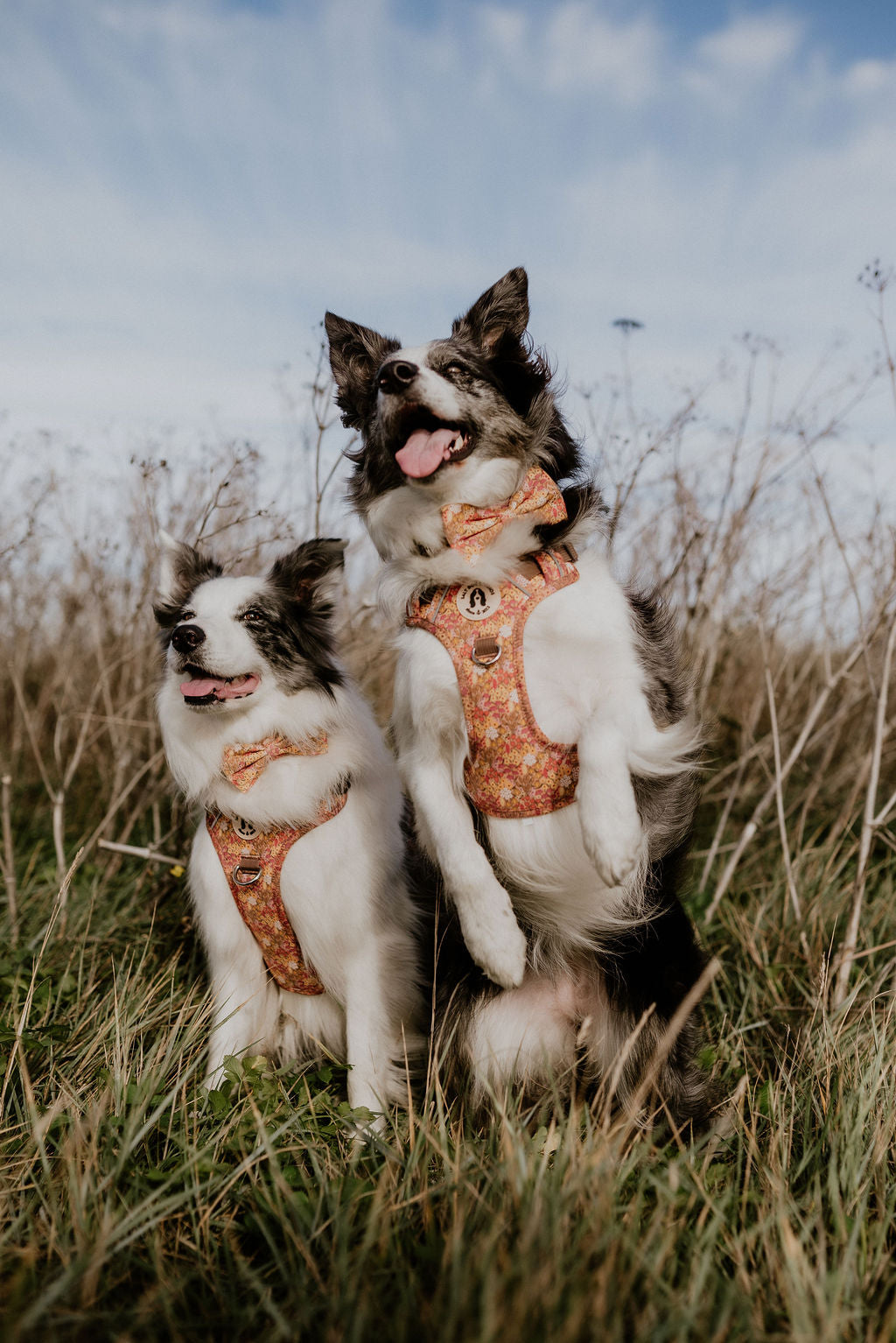 Two border collie dogs jumping in wildflower meadow dog harnesses by Salt Dog Studios sitting in a grassy field with a blue sky.