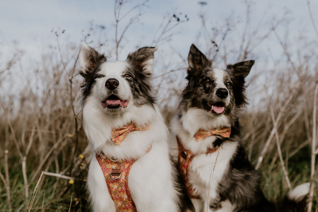 Two Border Collies on grass verge wearing Wildflower Meadow Ultra Comfort Dog Harness by Salt Dog Studios