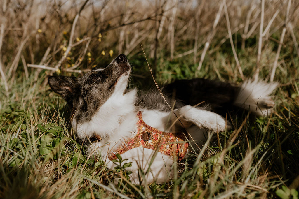 Border Collie rolling in the grass wearing Wildlower Meadow Ultra Comfort Dog Harness by Salt Dog Studios