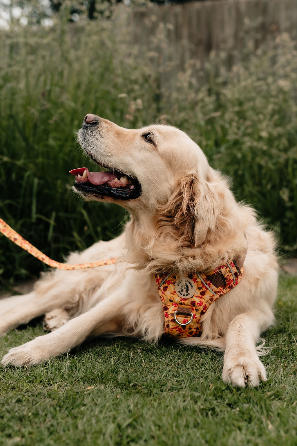 Golden retriever wearing Woodland Treasure Ultra comfort dog harness by Salt Dog Studios