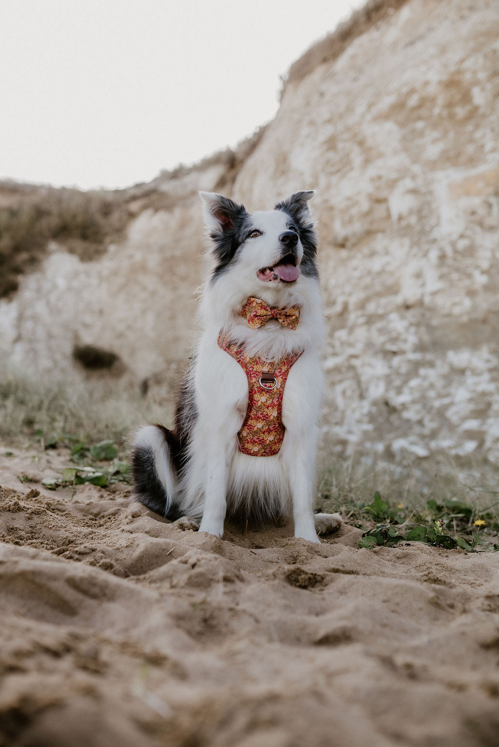 Border Collie wearing Meadow Wildflower Ultra Comfort Dog Harness by Salt Dog Studios, with white chalk cliffs in the background