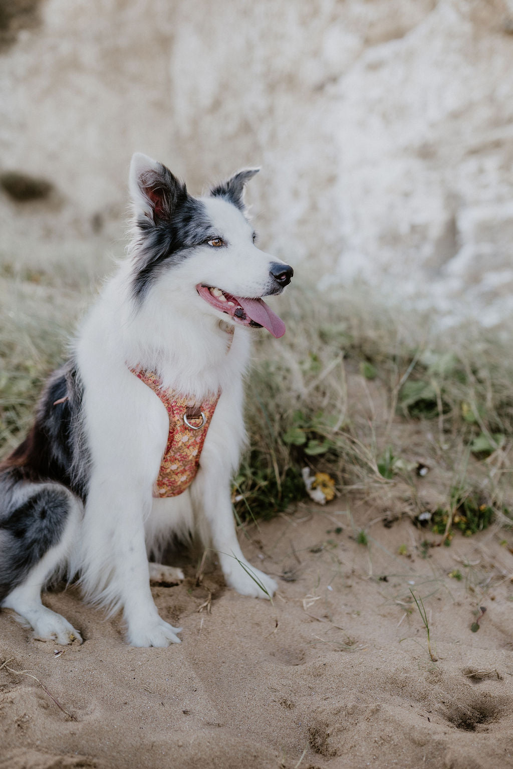 Border Collie on Kent sand beach wearing Wildflower Meadow Ultra Comfort Dog Harness by Salt Dog Studios