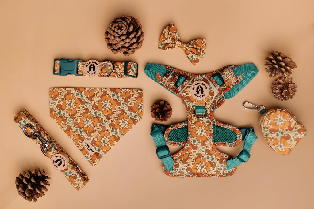 Fab 5 – Luxury Dog Walk Set (£75 Cyber Week Special) Harness, Collar, Lead + Two Accessories