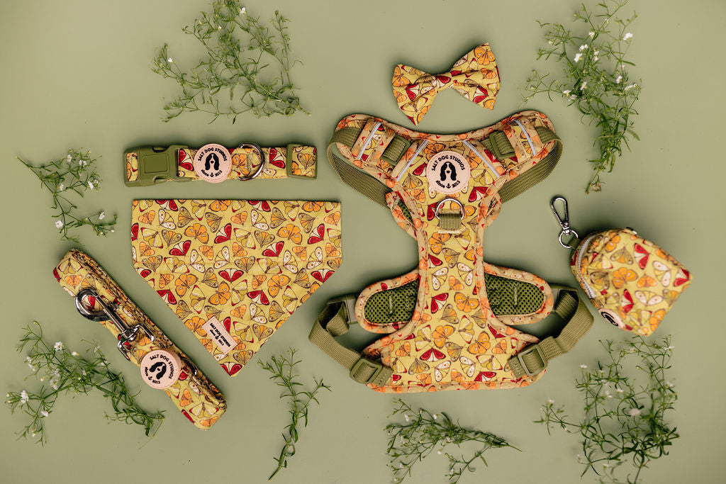 Fab 5 – Luxury Dog Walk Set (£75 Cyber Week Special) Harness, Collar, Lead + Two Accessories