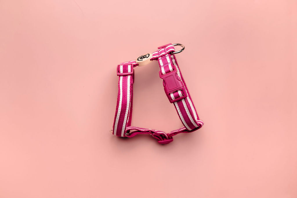 Organic striped magenta pink hemp dog harness with cotton ribbon detail and rust-proof fittings – eco-friendly and adjustable design by Salt Dog Studios.
