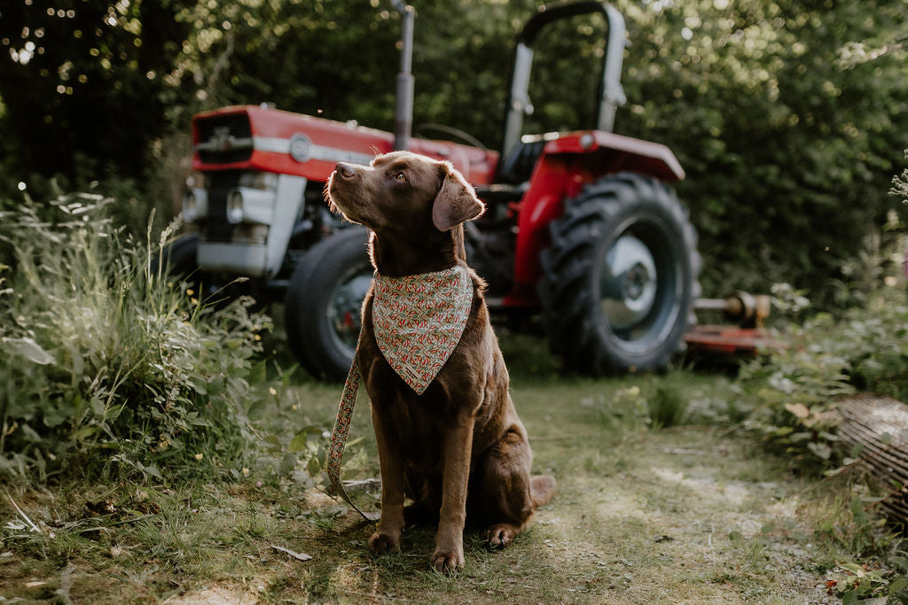 The Complete Walk Set – Fabric Collar, Lead & Matching Bandana