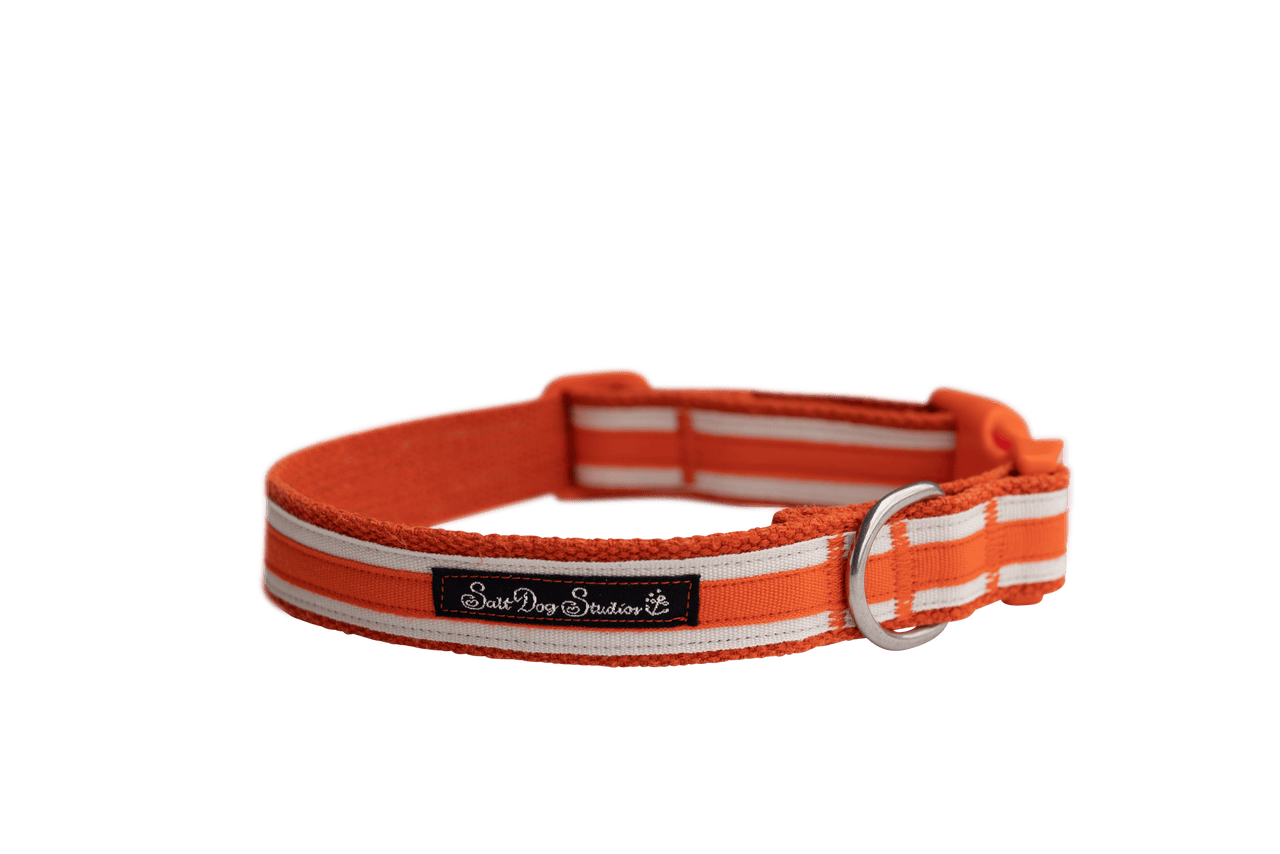 Orange 2024 puppy collar