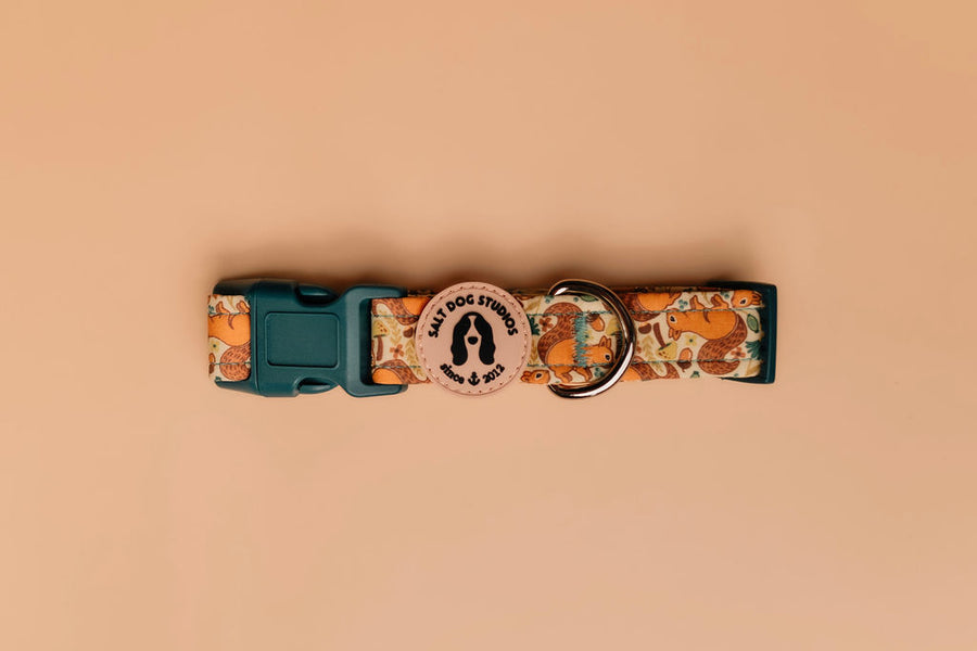 Splendid Squirrels Dog Collar by Salt Dog Studios featuring woodland squirrel and acorn print on beige cotton with teal velvet lining.
