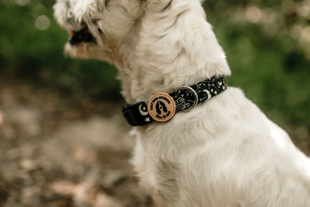 Close-up of the black Celestial collar with gold moons and stars on a white terrier, showing the buckle and Salt Dog Studios logo.