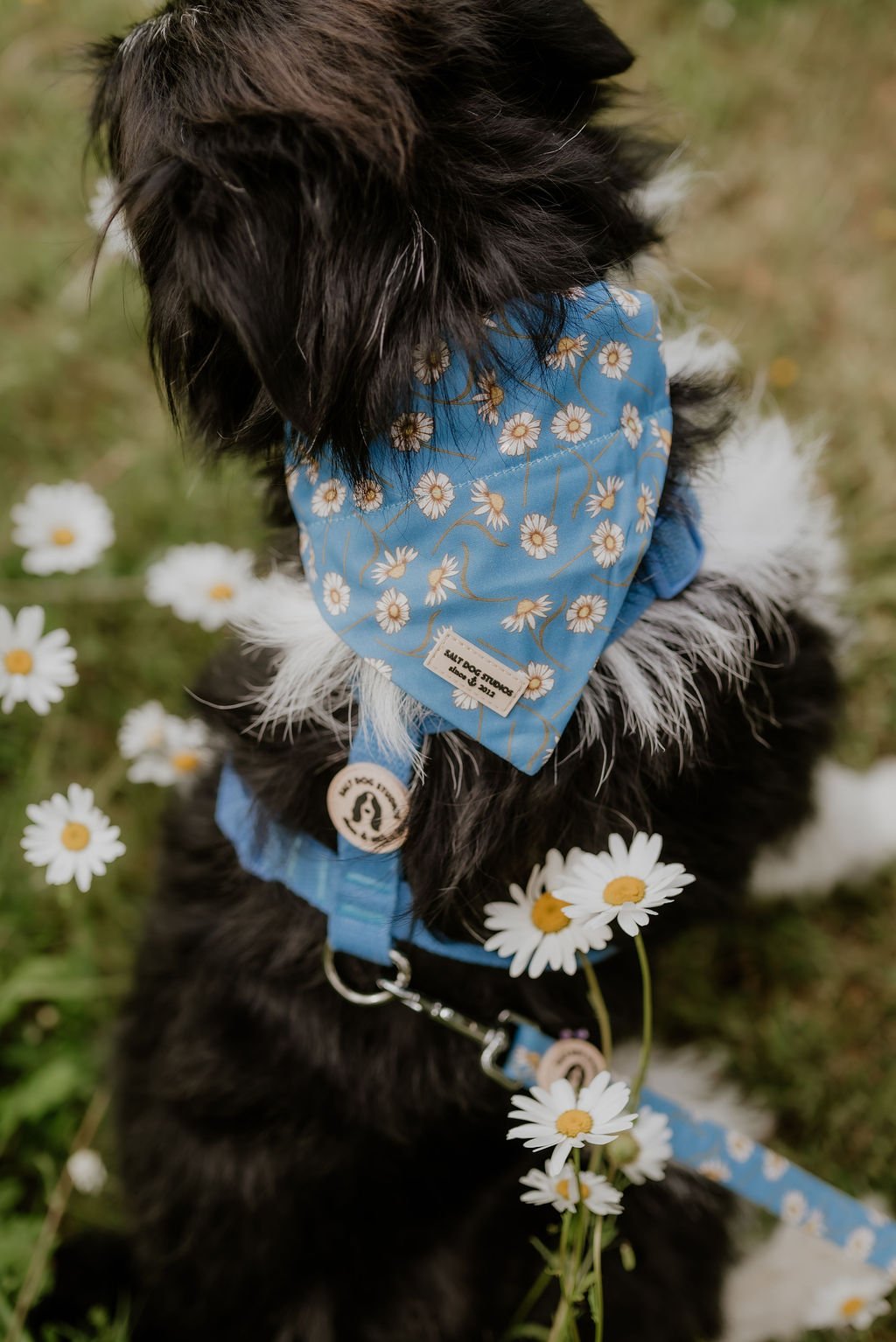 Black and white dog wearing the blue Daisy Daisy bandana with white daisy print, photographed outdoors.