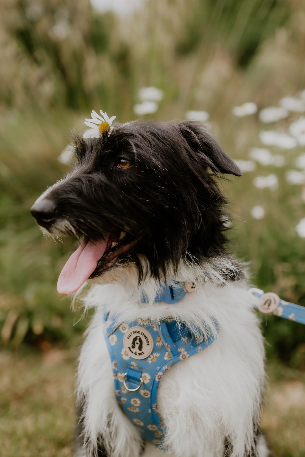 Black and white dog wearing the blue Daisy Daisy bow tie with white daisy flowers.