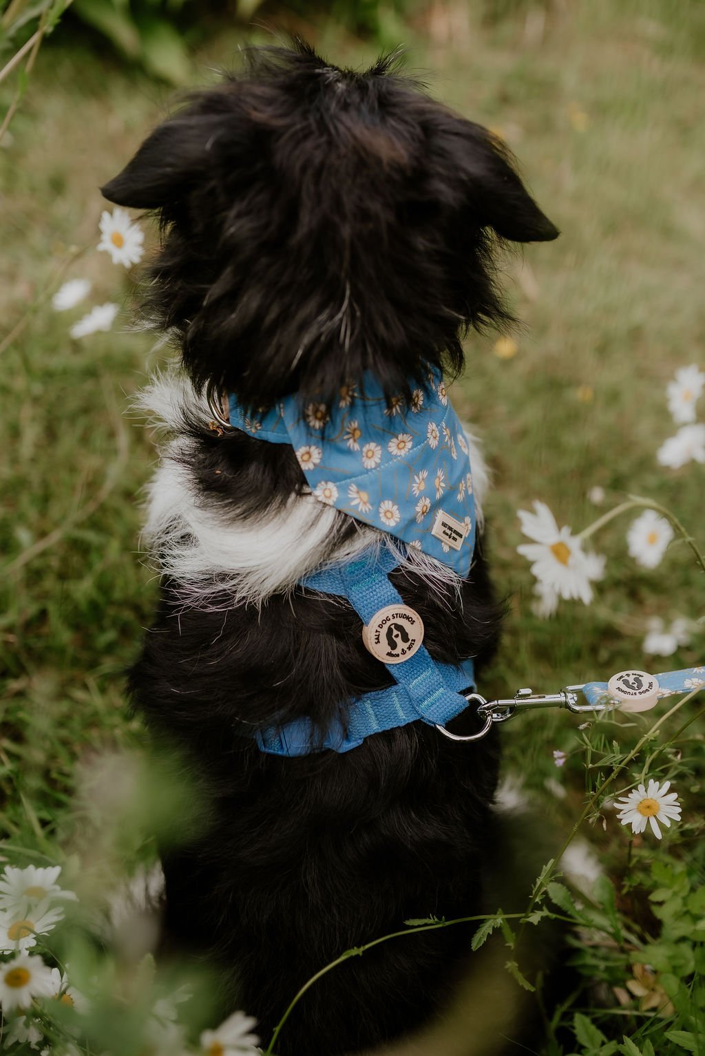 Daisy Daisy Dog Collar