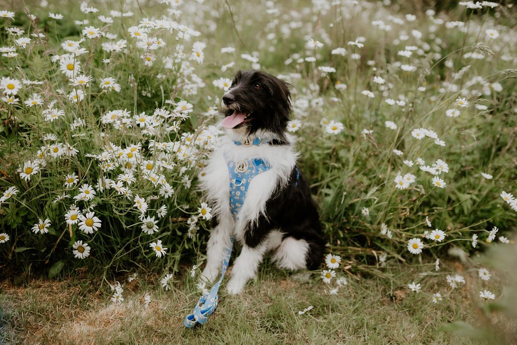 Black and white dog sitting among daisies wearing the blue Daisy Daisy harness with its matching lead.
