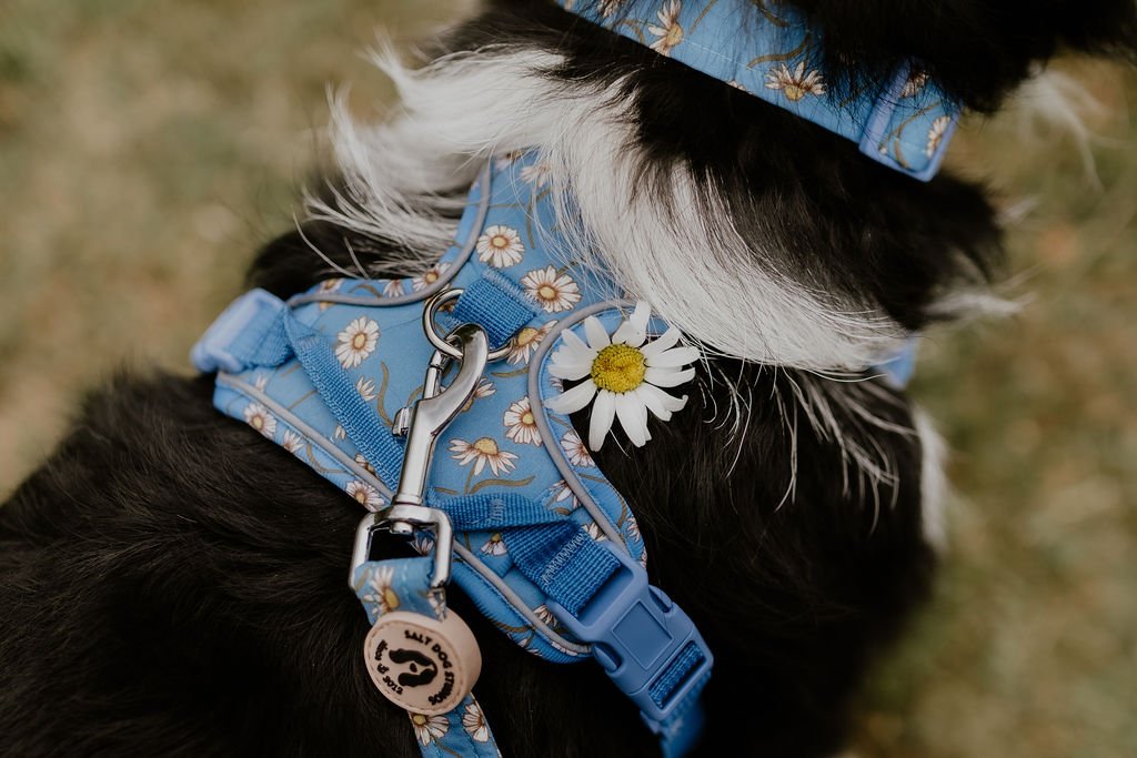Black and white dog wearing the blue Daisy Daisy harness, with white daisy print and a matching lead attached to the back D-ring.