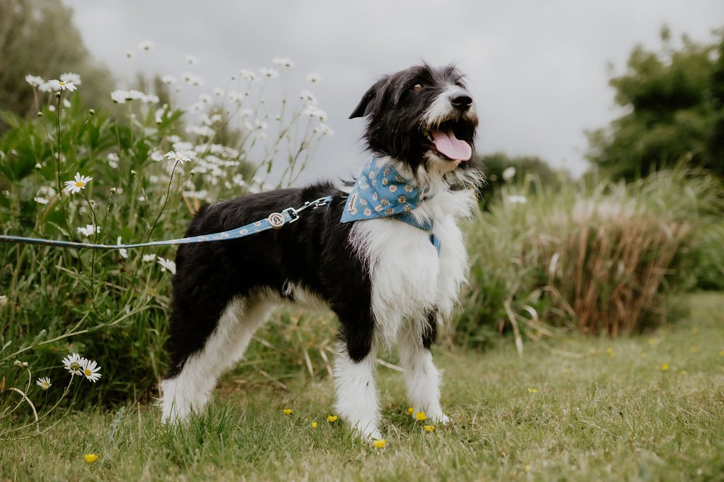 Black and white dog standing outdoors with a blue Daisy Daisy lead attached to its matching floral harness.