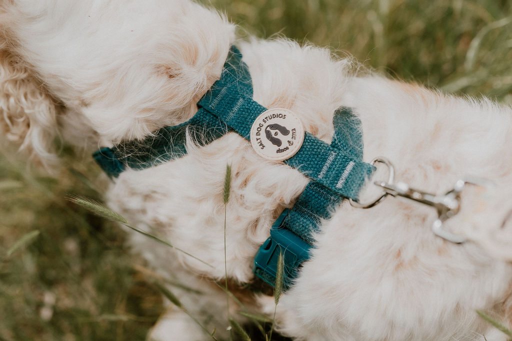 Close-up of the dark teal hemp H-style harness on a cream spaniel, showing the adjustable straps and back lead attachment.