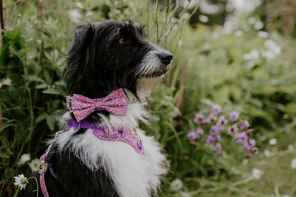 Black and white dog wearing the Ditsy Floral Purple bow tie with small orange and pink flowers.