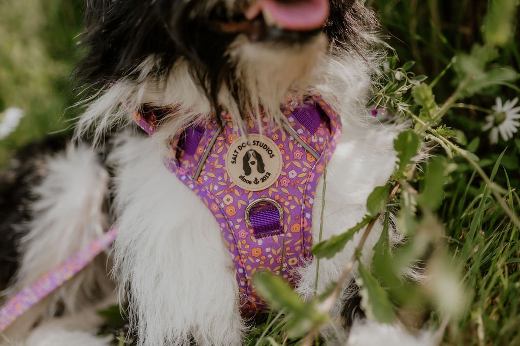Close-up of the Ditsy Floral Purple harness chest panel and front lead attachment on a black and white dog.