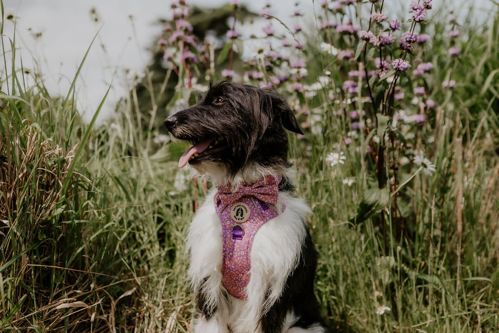 Black and white dog sitting outdoors wearing the Ditsy Floral Purple harness with its matching pink lead.