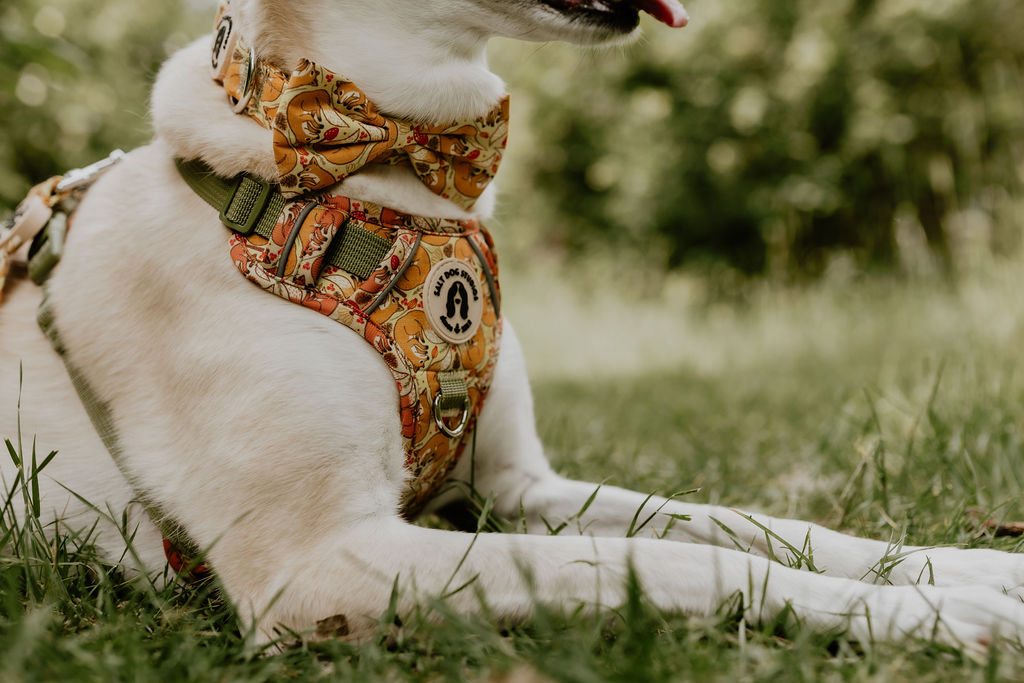 Close-up of a cream dog wearing the Fantastic Fox bow tie, with orange fox print and a matching harness.