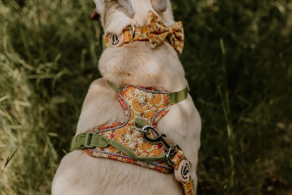 Back view of the Fantastic Fox harness on a cream dog, showing olive-green straps, handle and metal lead attachment.