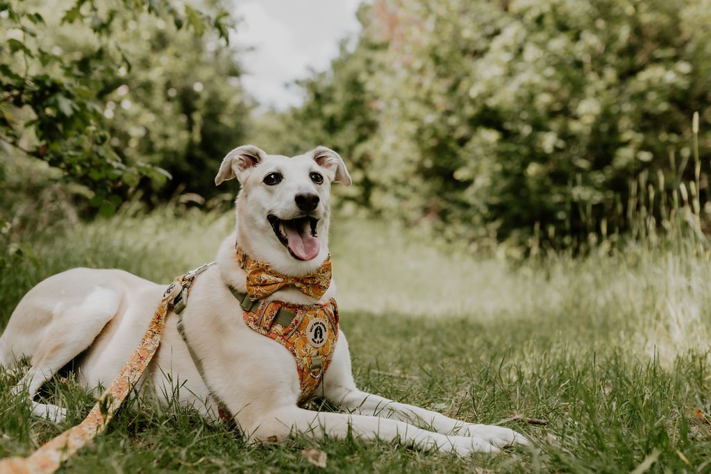 Cream dog lying on grass wearing the Fantastic Fox harness with orange fox print and olive-green straps.