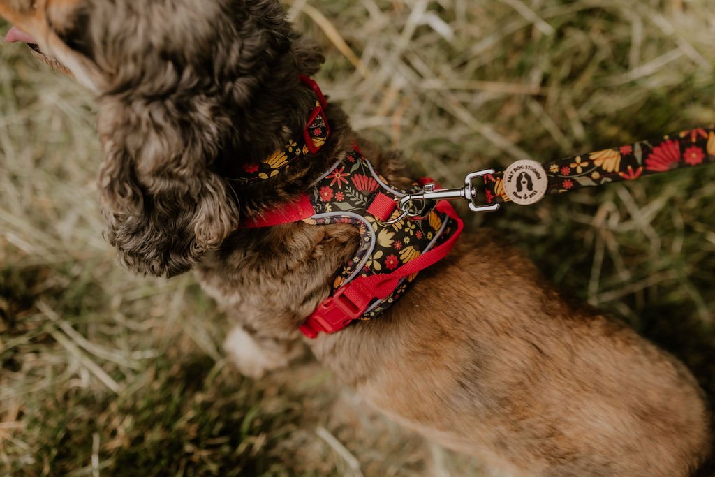 Close-up of the Folksy Flowers harness on a spaniel, showing the red adjustable straps and matching lead attached to the back D-ring.