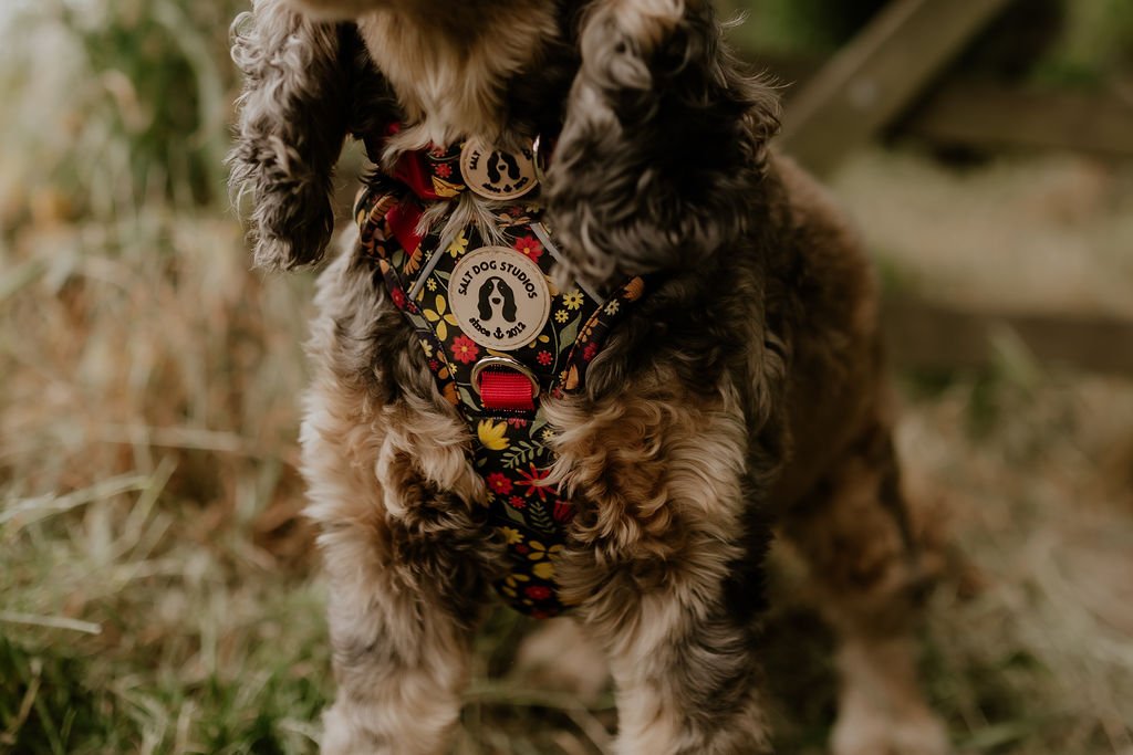 Spaniel wearing the Folksy Flowers harness with colourful flowers on black and red straps, showing the chest panel fit.