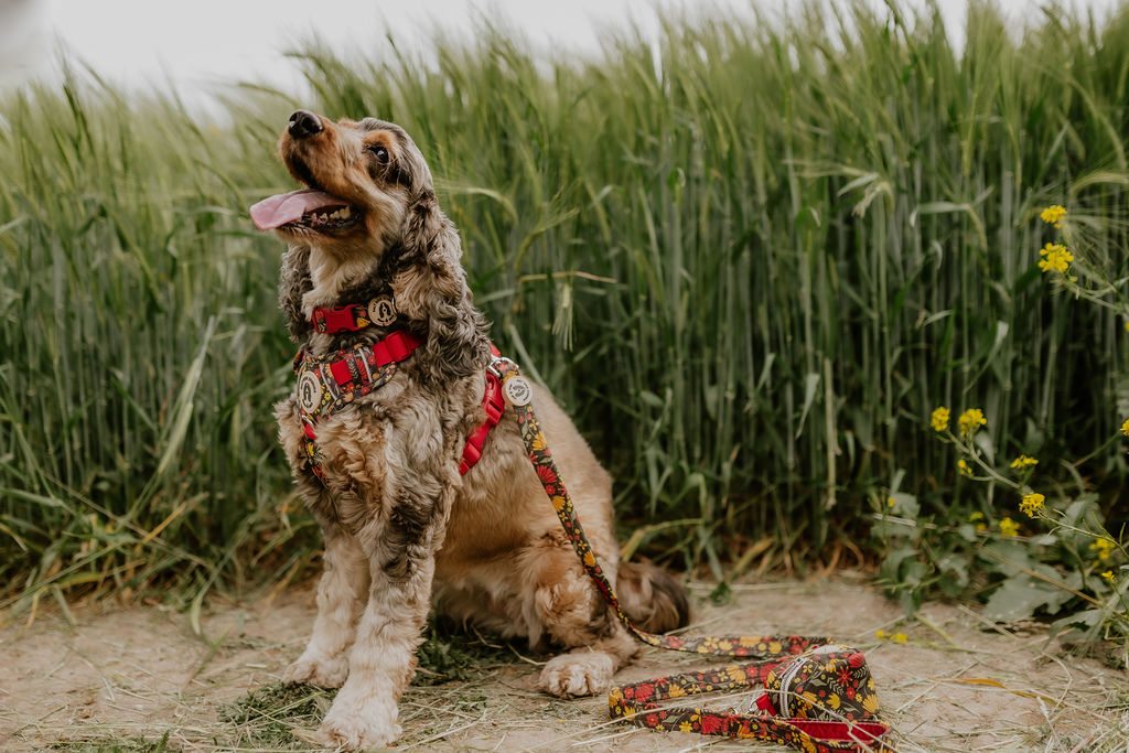 Folksy Flowers dog lead with colourful flowers on black attached to a spaniel’s matching harness, with its poo bag holder beside the handle.